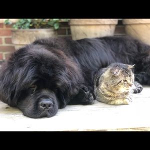 Meet your Posher, Lilan